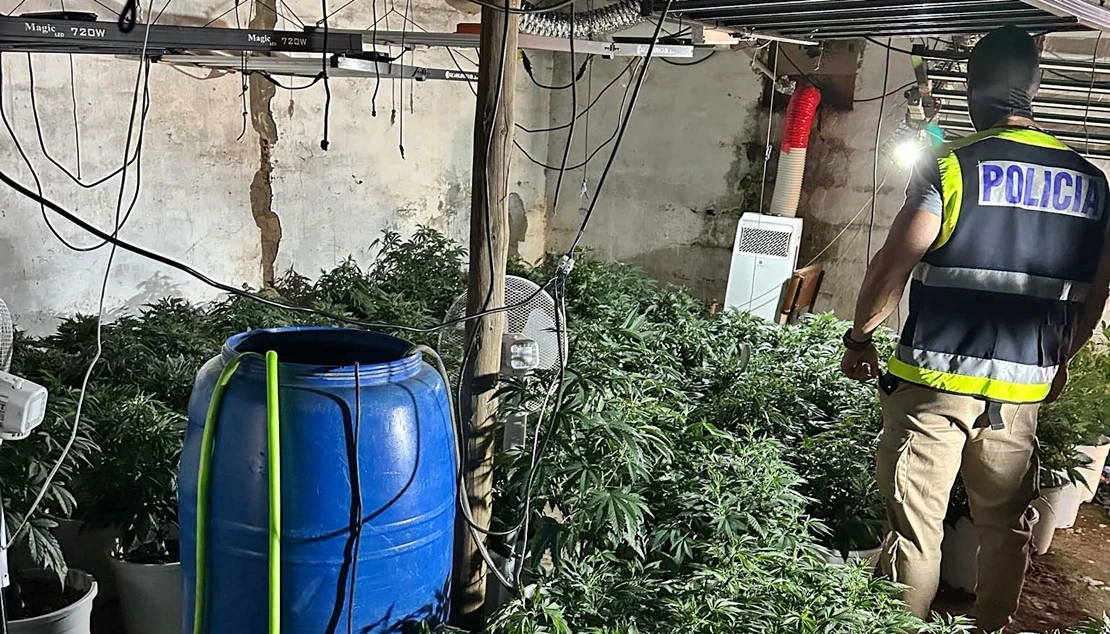 Un joven engaña a sus vecinos y monta una plantación de marihuana en Mérida