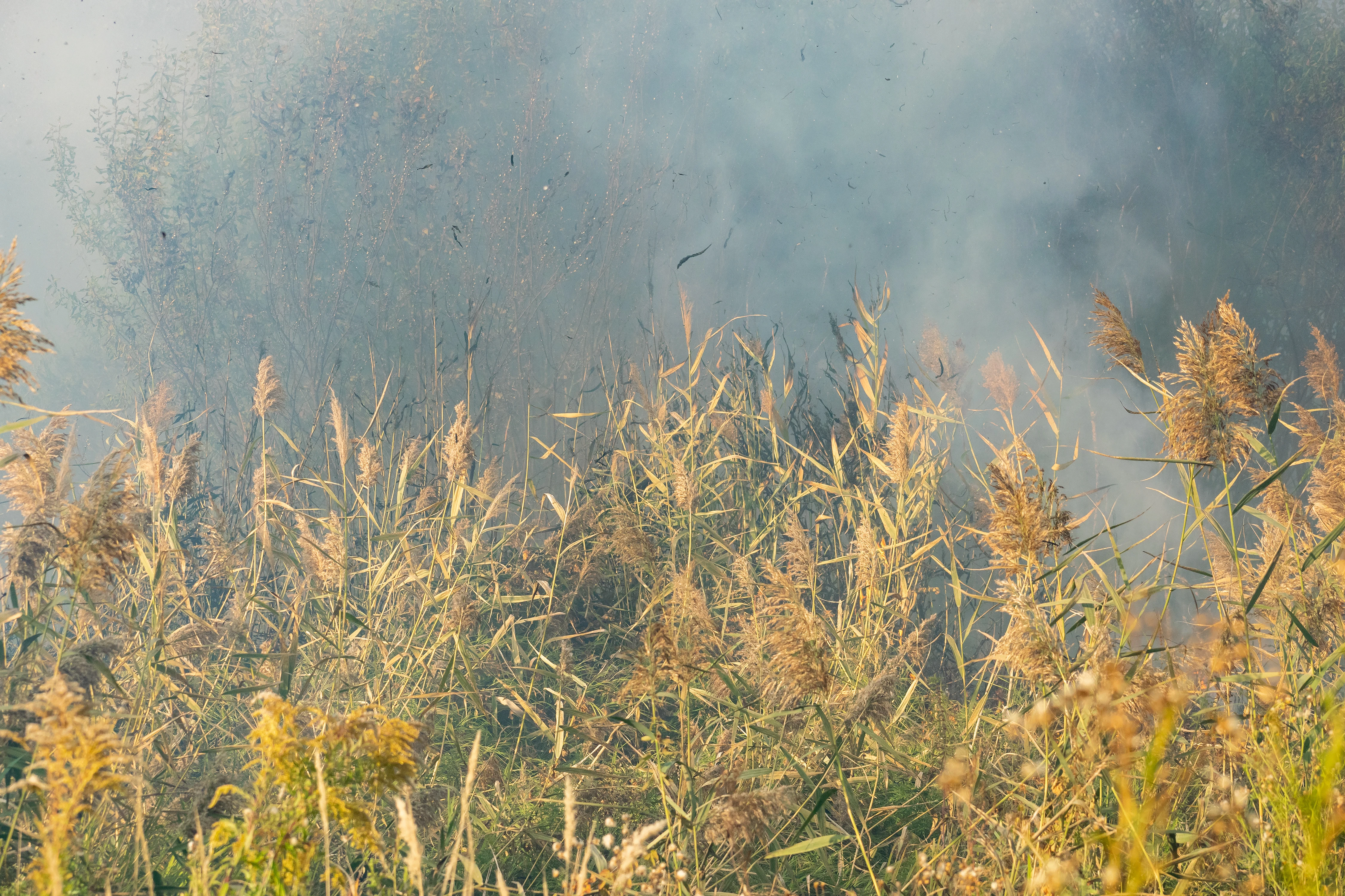 El PP de Mérida denuncia el peligro ante incendios por parcelas sin desbrozar