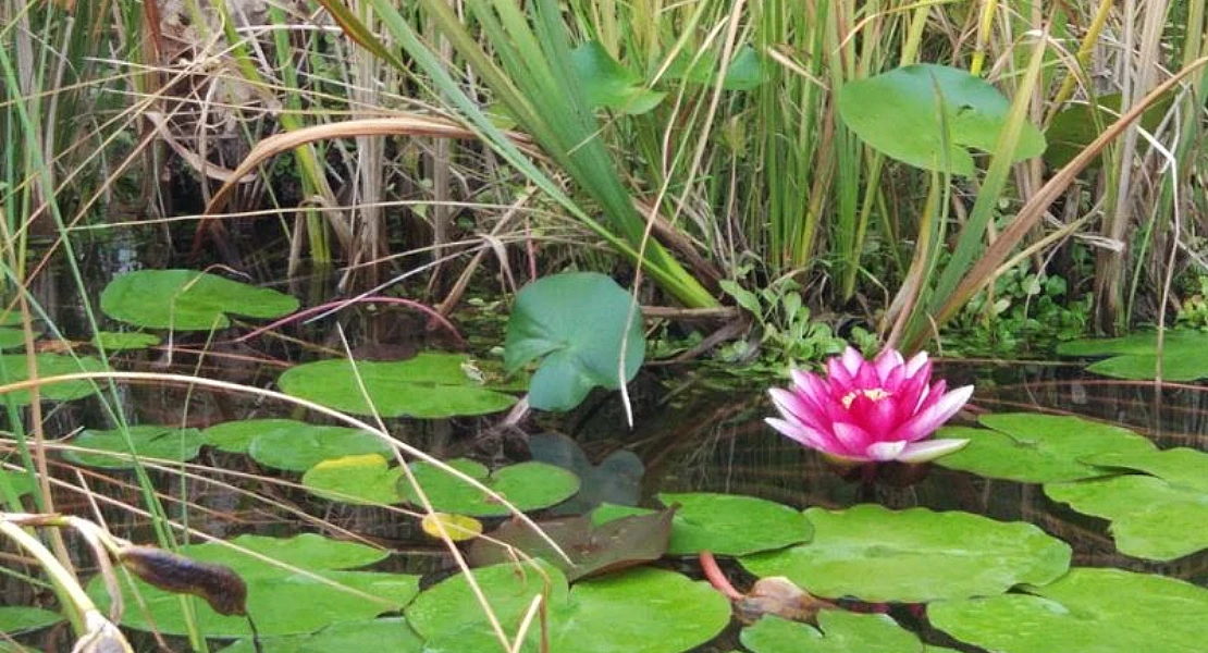 La joya botánica que se marchita en Cáceres: reclaman la reapertura de la Estufa Fría