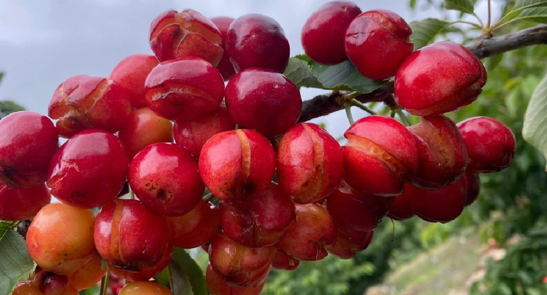 Los productores de cereza del Jerte se movilizarán en la Asamblea para exigir ayudas por las pérdidas