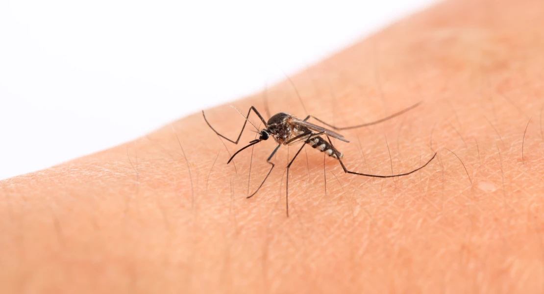 Don Benito activa un plan para combatir los mosquitos y prevenir el Virus del Nilo