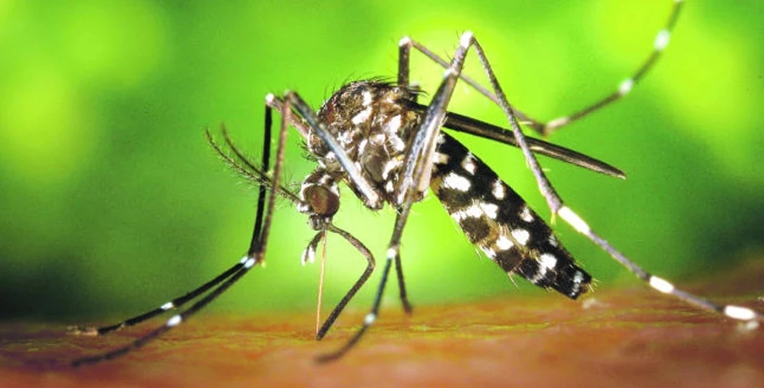 Las nuevas especies invasoras de las ciudades: más resistentes y difíciles de controlar