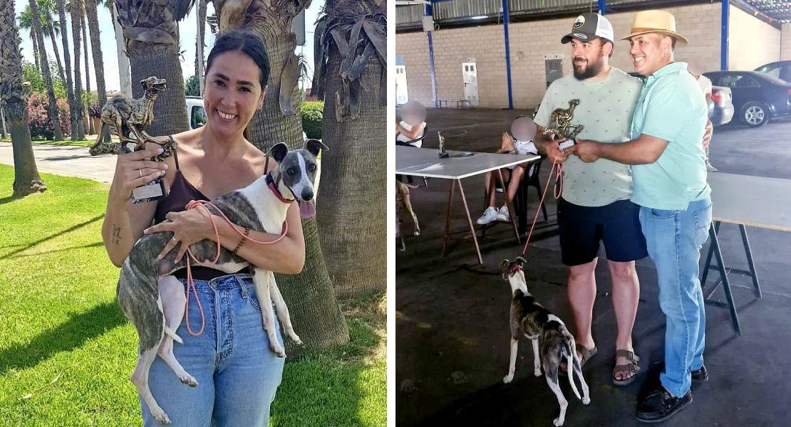 India, ganadora del primer premio en el concurso morfológico de whippet de Montijo
