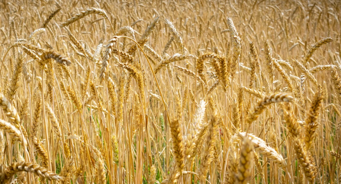 El cereal de secano en "serio peligro" en Extremadura: alertan de una caída a mínimos históricos