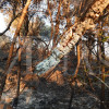Imágenes del incendio en La Codosera: así está la situación