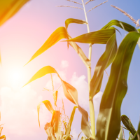 La UE aprueba nuevas técnicas para adaptar los cultivos al cambio climático