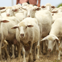 Reivindican la agricultura y ganadería familiar como un seguro frente a la desertificación