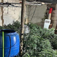 Un joven engaña a sus vecinos y monta una plantación de marihuana en Mérida