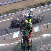Bomberos del CPEI rescatan en Lobón a una cigüeña que había quedado atrapada