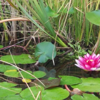 La joya botánica que se marchita en Cáceres: reclaman la reapertura de la Estufa Fría