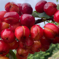 Los productores de cereza del Jerte se movilizarán en la Asamblea para exigir ayudas por las pérdidas