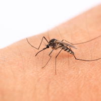 Don Benito activa un plan para combatir los mosquitos y prevenir el Virus del Nilo