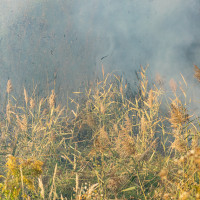 El PP de Mérida denuncia el peligro ante incendios por parcelas sin desbrozar