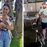India, ganadora del primer premio en el concurso morfológico de whippet de Montijo