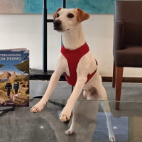 Extremadura intentará impulsar el turismo con mascota