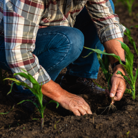 La Junta abona los últimos pagos de la PAC a más de 37.000 agricultores extremeños
