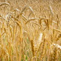 El cereal de secano en "serio peligro" en Extremadura: alertan de una caída a mínimos históricos