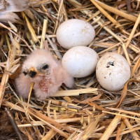 En marcha la campaña de conservación y salvamento del aguilucho cenizo en Extremadura