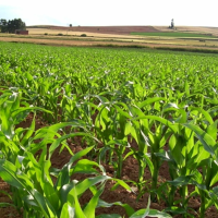 El maíz, en riesgo por la araña roja y la falta de alternativas fitosanitarias