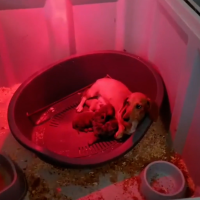La Guardia Civil intercepta una maleta llena de animales y destapa una red de tráfico ilegal
