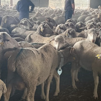 La Finca ‘La Cocosa’ impulsa la mejora genética de la raza merina