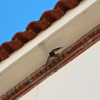 Consiguen retirar elementos peligrosos para las aves en edificios públicos de Extremadura