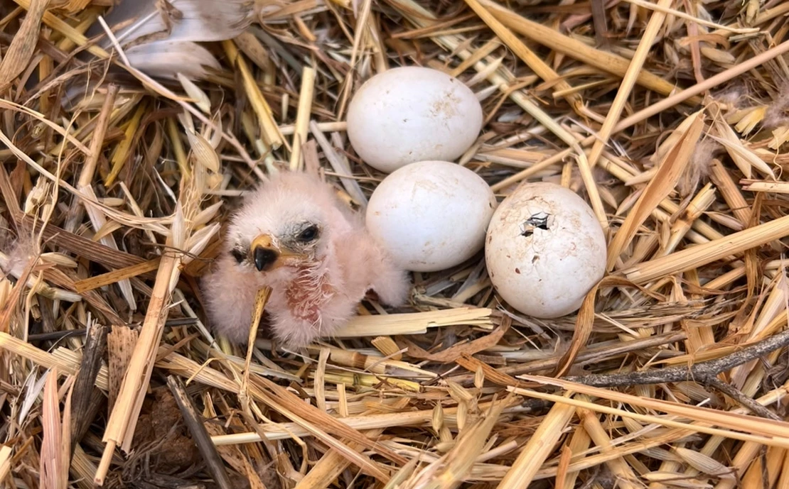 En marcha la campaña de conservación y salvamento del aguilucho cenizo en Extremadura