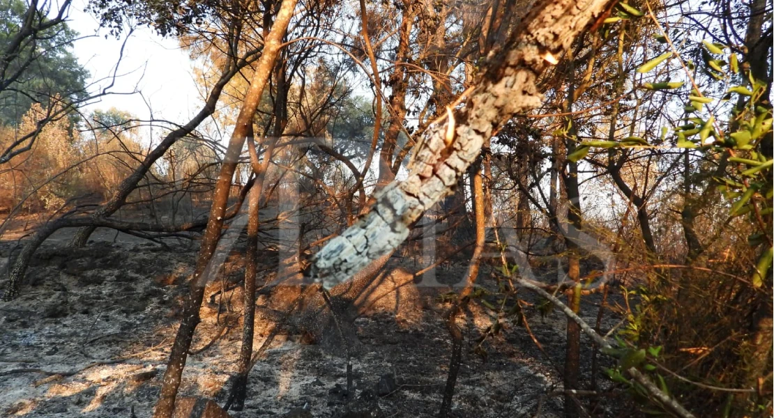 Imágenes del incendio en La Codosera: así está la situación