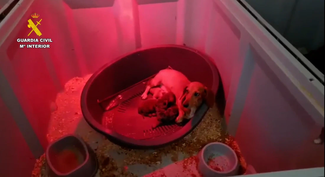 La Guardia Civil intercepta una maleta llena de animales y destapa una red de tráfico ilegal