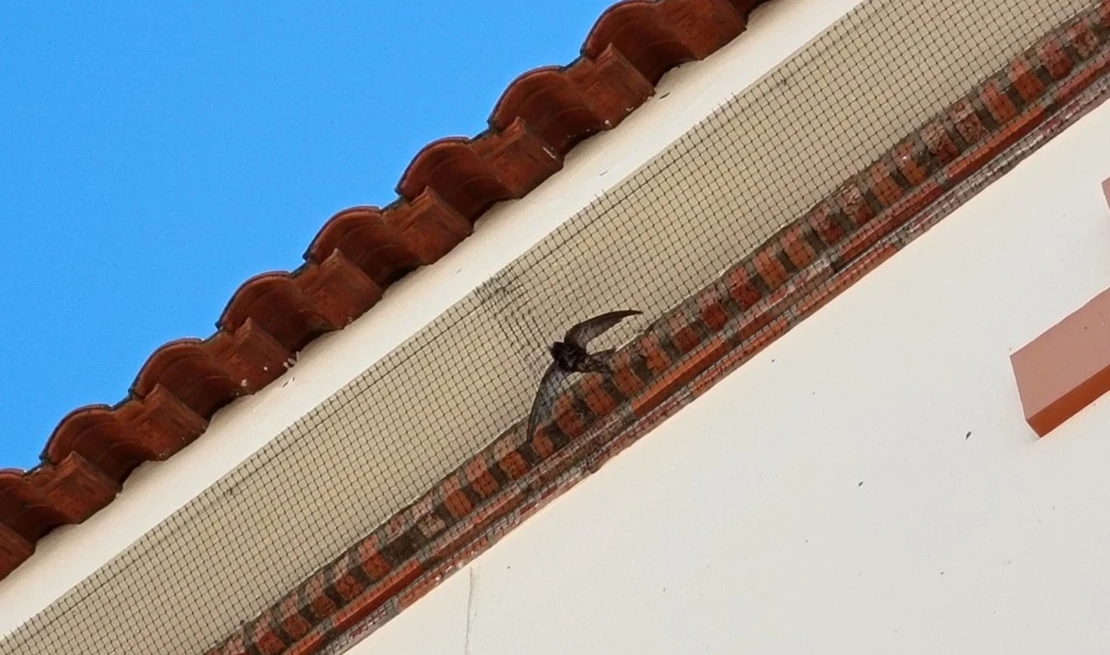 Consiguen retirar elementos peligrosos para las aves en edificios públicos de Extremadura