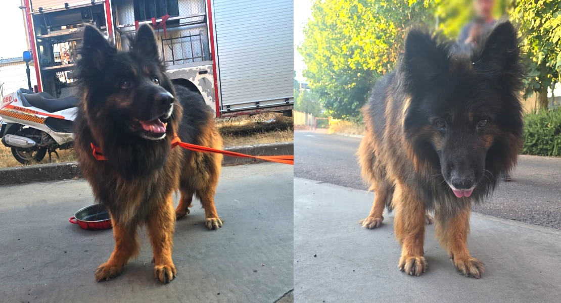 Los bomberos rescatan a un perro en el río Guadiana: buscan a su dueño
