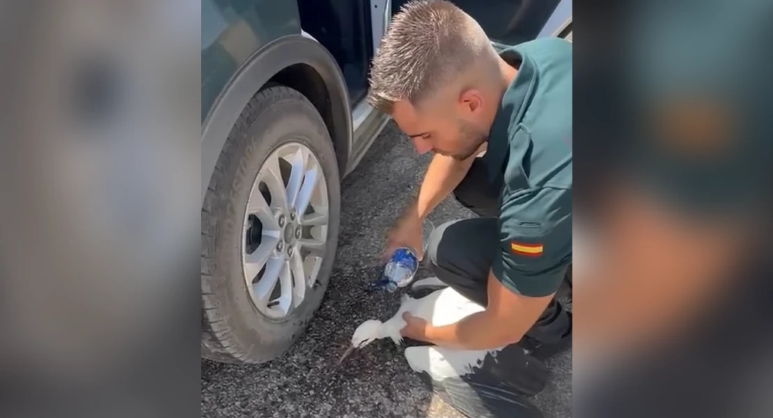 La Guardia Civil de Badajoz salva a una cigüeña que sufrió un golpe de calor en plena carretera