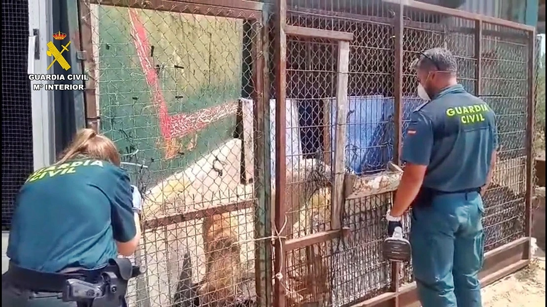 Investigado por maltrato animal: hallan seis perros fallecidos en Villafranca de los Barros