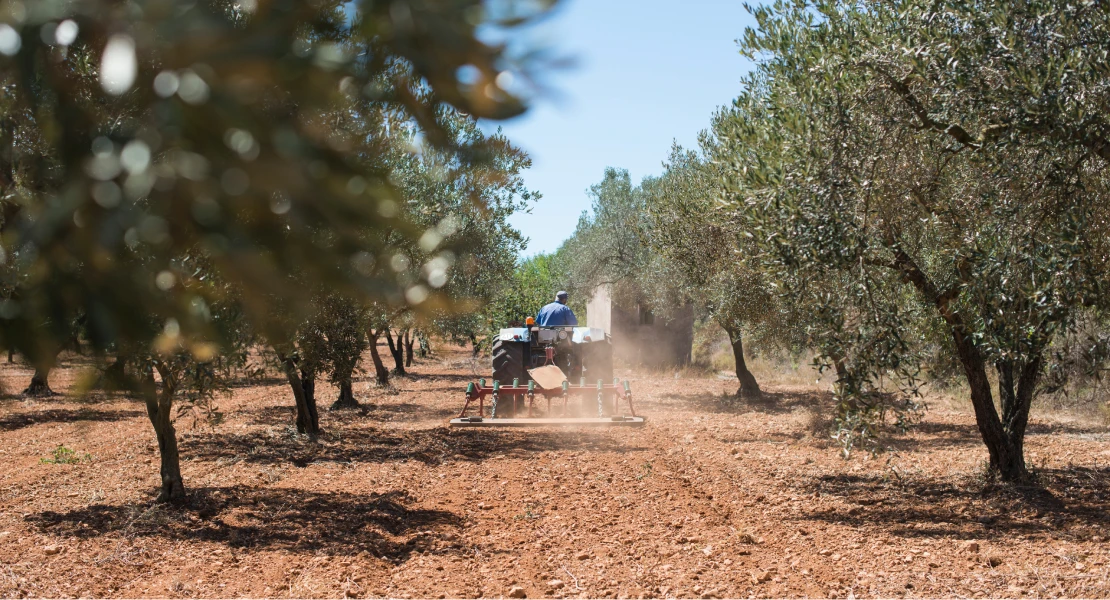 La aceituna en Extremadura: "Para llevar unos kilos al camión hace falta más papel que carga"
