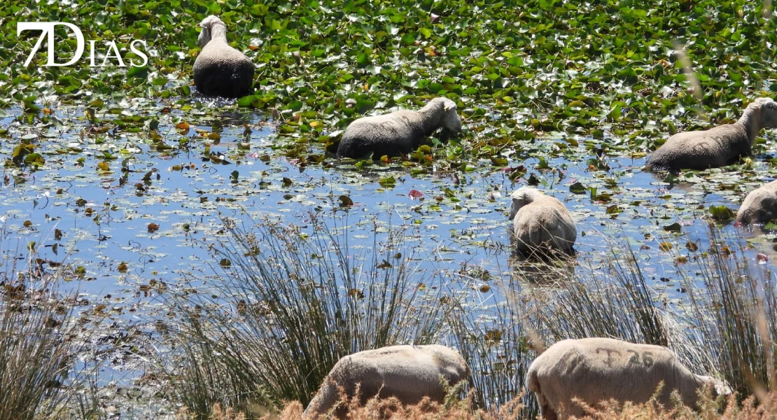 OPINIÓN: Las primeras ovejas 'vegetarianas acuáticas' ya pastan en el Guadiana