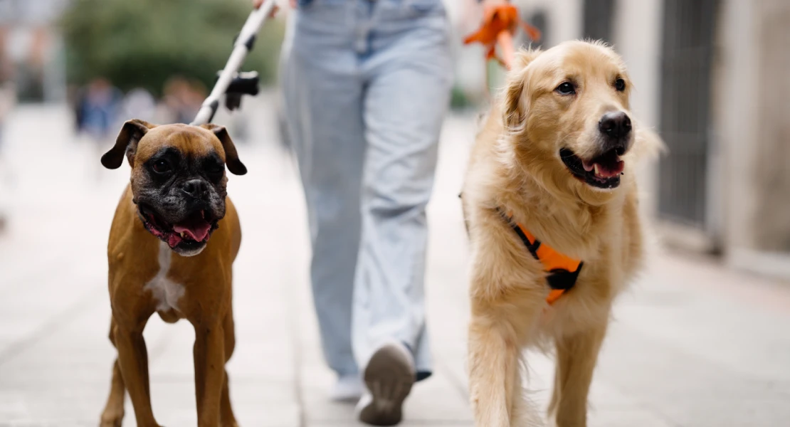 El mejor amigo del hombre: ¿sabes cuátos perros hay registrados en Extremadura?