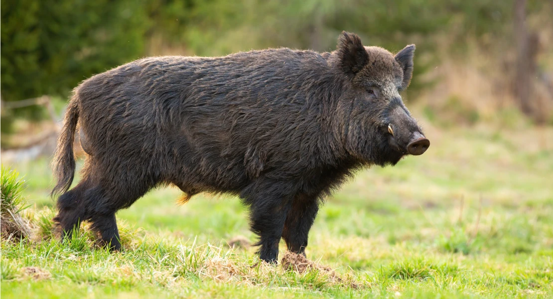Reclaman un plan integral para controlar la sobrepoblación de fauna silvestre en Extremadura