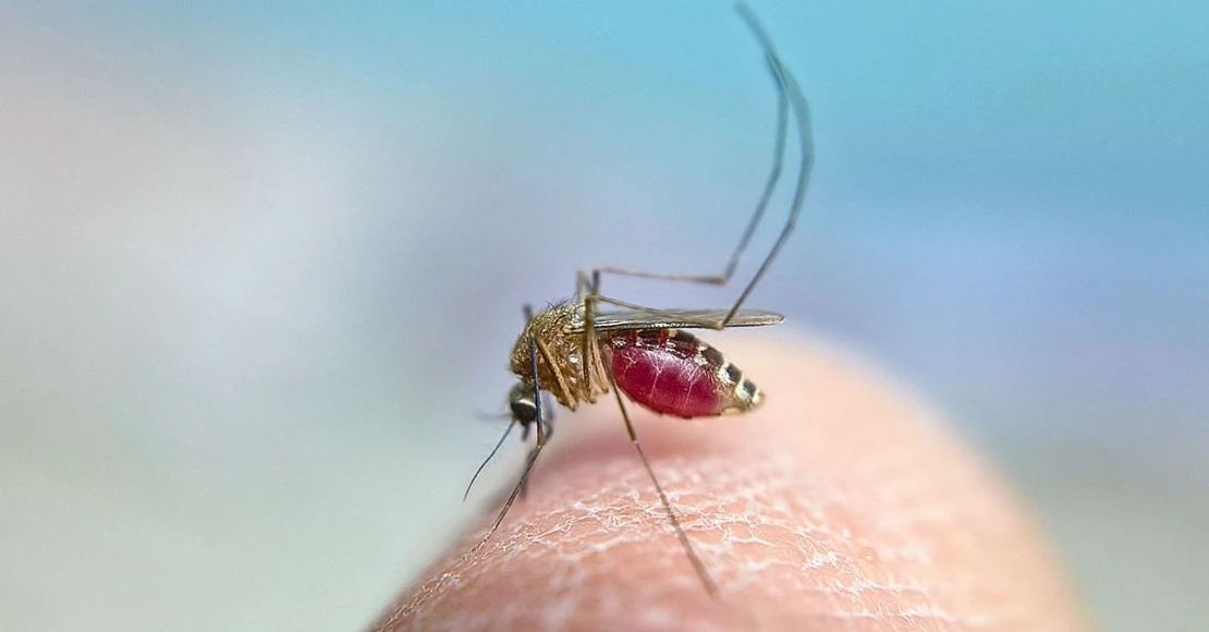 Piden reforzar la vigilancia tras detectarse mosquitos con Virus del Nilo en Andalucía