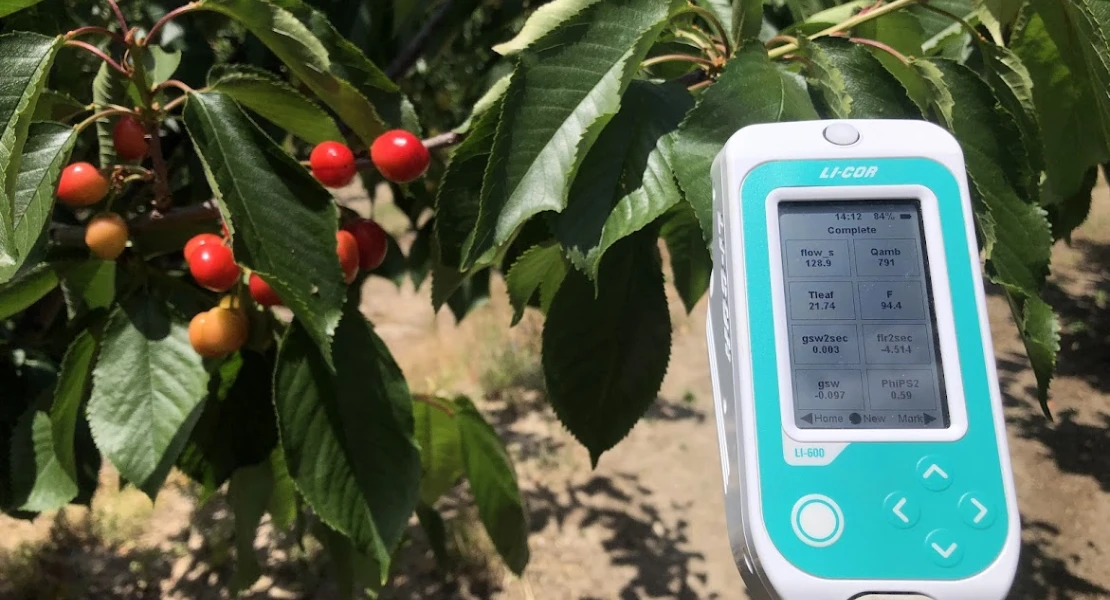 Un estudio extremeño descubre cómo lograr mejores cerezas adaptando el riego a la altitud
