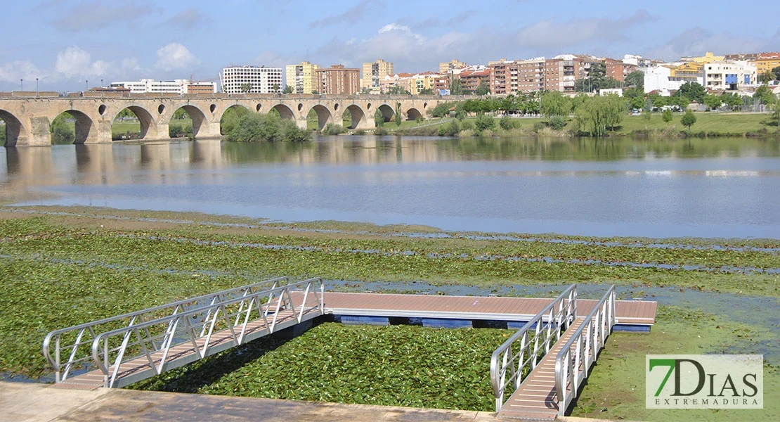 El nenúfar mexicano obliga a suspender la navegación en el Guadiana a su paso por Badajoz
