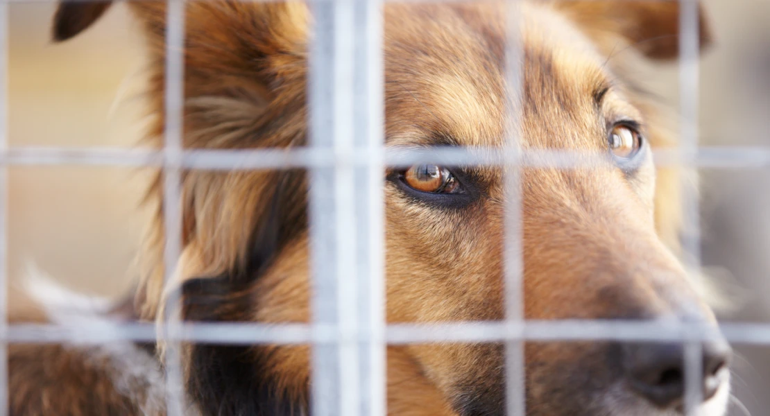 El PSOE de Badajoz exige explicaciones ante la situación del Centro de Protección animal