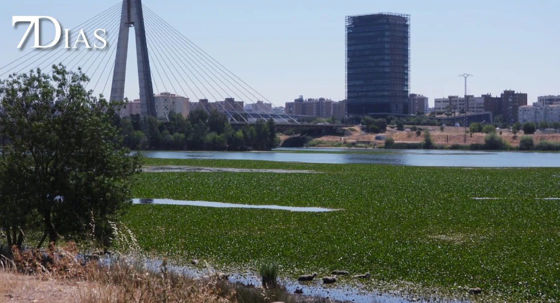 OPINIÓN: Las primeras ovejas 'vegetarianas acuáticas' ya pastan en el Guadiana