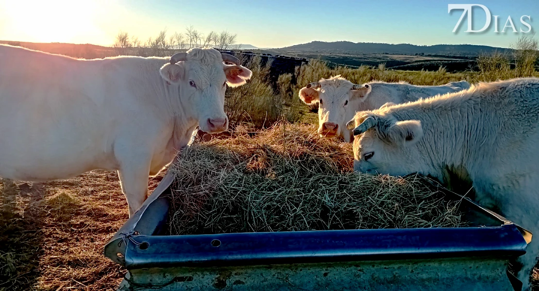 Más de 41.600 agricultores y ganaderos extremeños solicitan las ayudas de la PAC