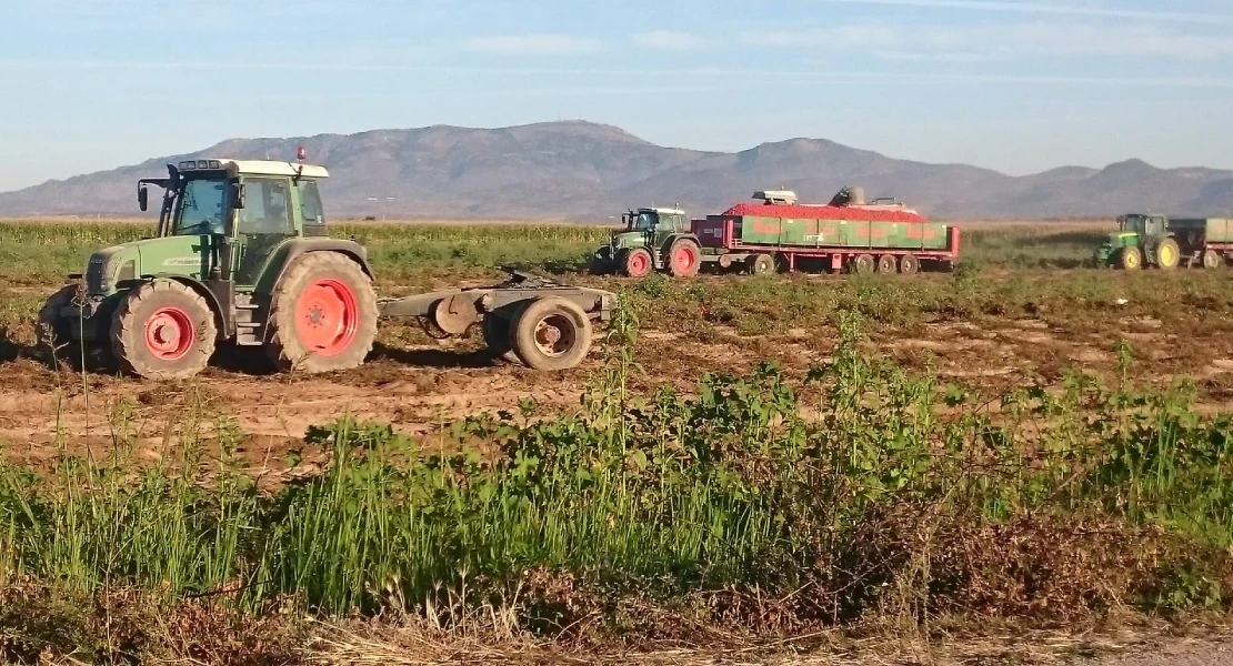 UPA alerta sobre la situación del tomate en Extremadura: "Cubrir costes es más complicado cada año"