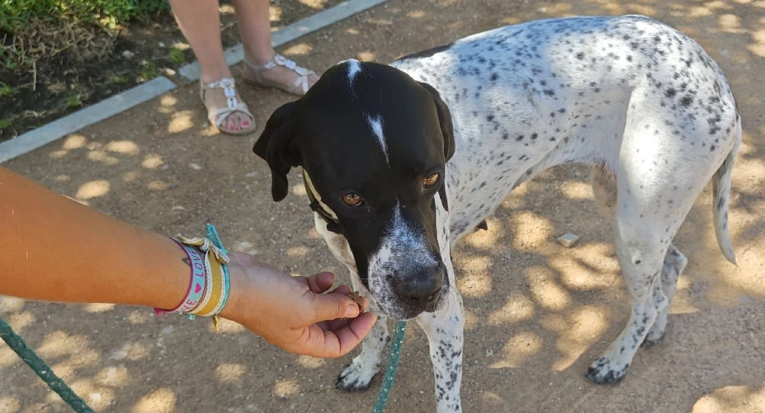 La colaboración ciudadana logra que una vecina de Badajoz se reúna con su perro perdido