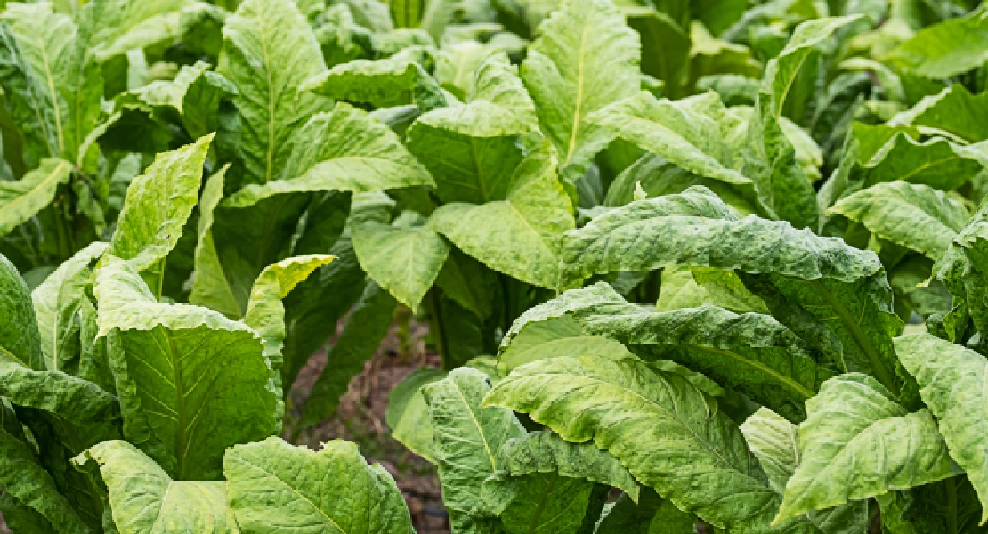 La nueva Ley del Tabaco pone en riesgo el futuro del sector tabaquero extremeño