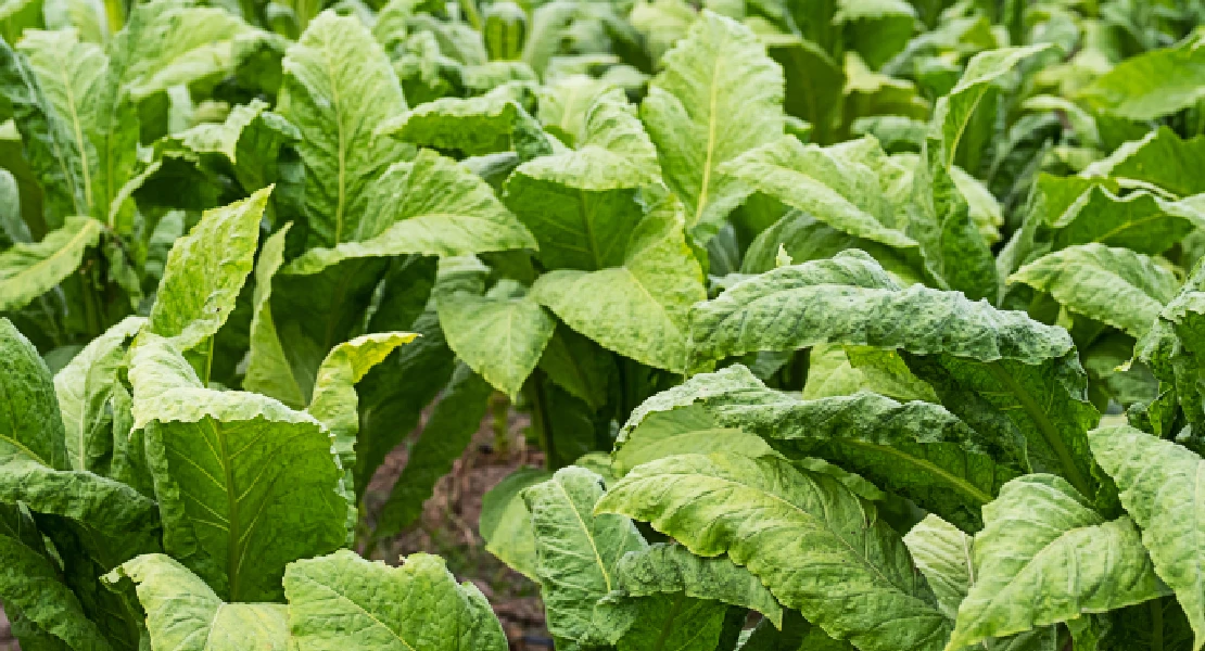 La nueva Ley del Tabaco podría amenazar a los 15.000 empleos del sector en Extremadura