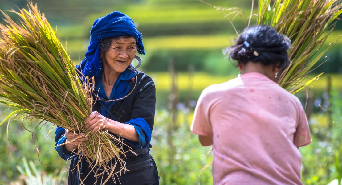 El arroz de Myanmar hunde a los productores europeos y la UE se niega a suspender el acuerdo