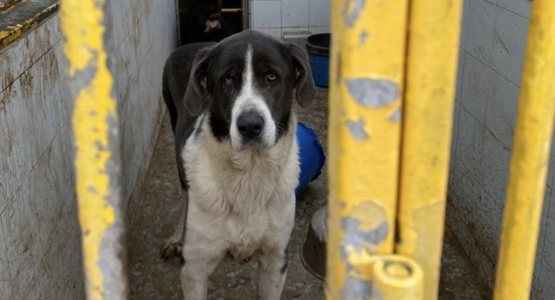 "Los avances en el Centro de Protección Animal siguen sin resolver los problemas de fondo"
