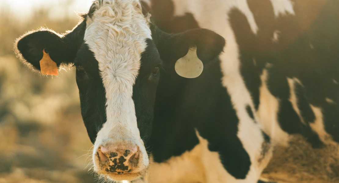 Nuevas ayudas para mejorar la producción de leche en las explotaciones extremeñas